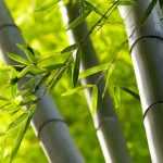 The symphony of bamboo